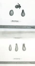 Click for 1 image(s) for this accession. FRUIT